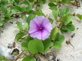 沖縄　２００８・夏　　　　　　　　　　～　南国の花編　～_f0161980_85193.jpg