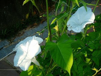 b0127486_17521858.jpg