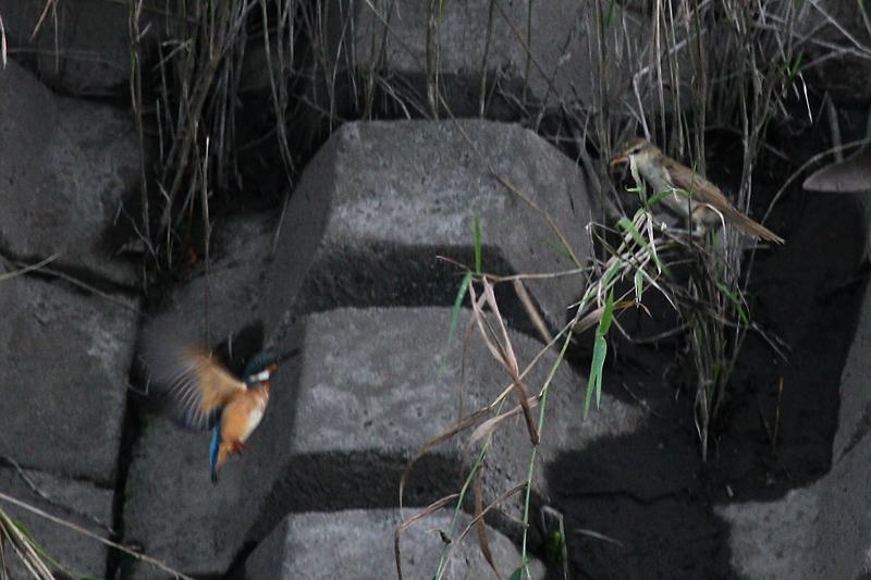 オオヨシキリ&カワセミ_b0024798_4392066.jpg