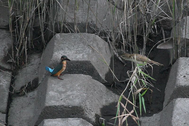 オオヨシキリ&カワセミ_b0024798_4393897.jpg
