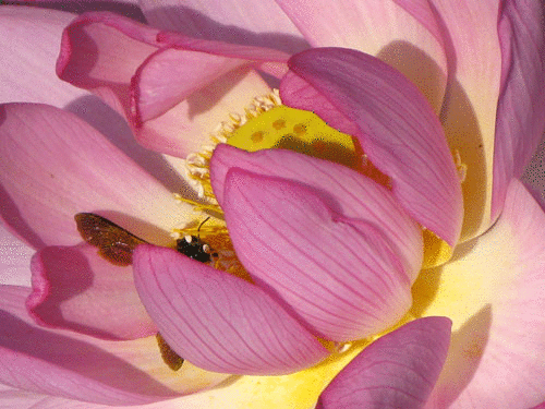 c0011204_234408.gif