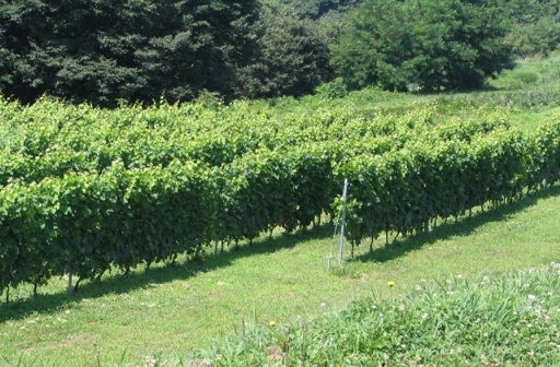 e0135906_13123359.jpg