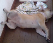 夏ばて中・・・(嫁です♪)_f0126508_14441073.jpg