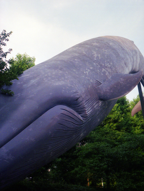 上野のクジラ いった 見た 撮った 撮った撮った