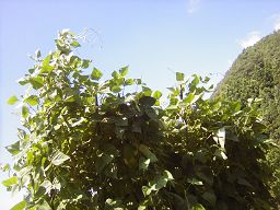 f0035830_16134290.jpg