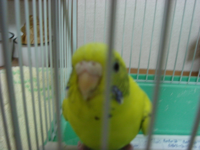 ポヨ　ポヨ　ポヨ　インコの子♪_c0100534_13581512.jpg