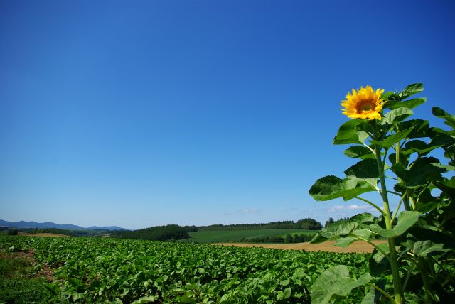 美瑛の夏　　その４_b0133447_16291178.jpg