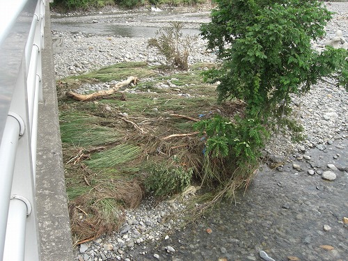 水無川の河川敷の様子_a0084753_15321895.jpg