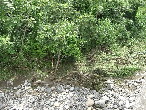 水無川の河川敷の様子_a0084753_15323723.jpg