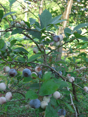 a0086067_10331031.gif