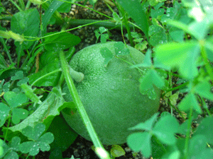 a0086067_1034415.gif