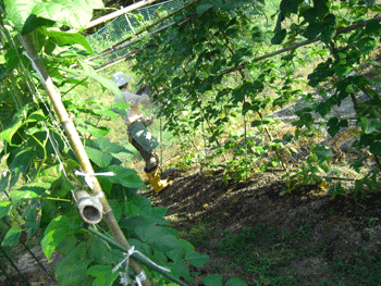 a0086067_10411652.gif