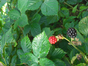 a0086067_10512182.gif