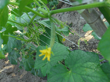 a0086067_1191593.gif