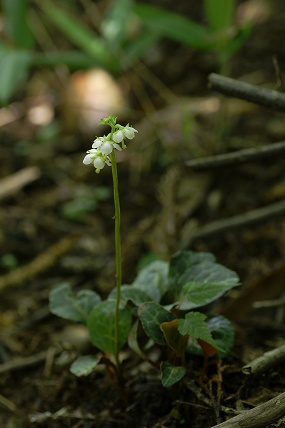 e0054067_2239416.jpg