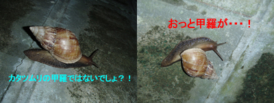我が家の裏に巨大カタツムリ!_f0144385_14315891.jpg