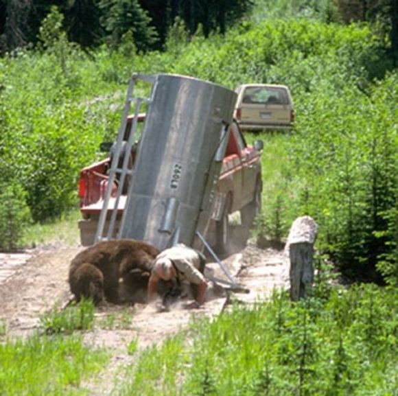 ★クマさんの猛反撃、どうなる動物保護官の運命は?(-_-;)_a0028694_1353887.jpg