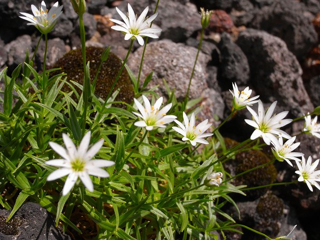 ７月２７日、旭岳で見た植物_f0138096_1020334.jpg