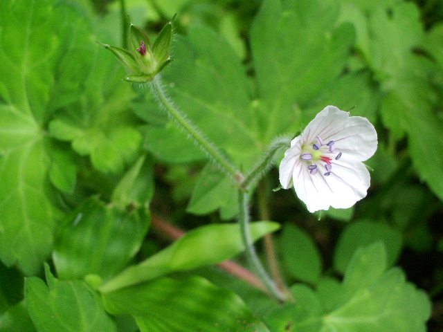 「ゲンノショウコ」の花。_e0025300_15194956.jpg