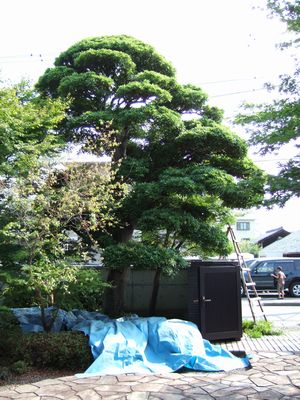 玄関の主役_f0108604_1732271.jpg