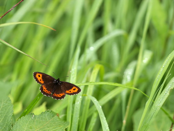 20080726  北ア散歩：タカネキマダラセセリとクモマベニヒカゲ（長野県）_d0090322_22194661.jpg