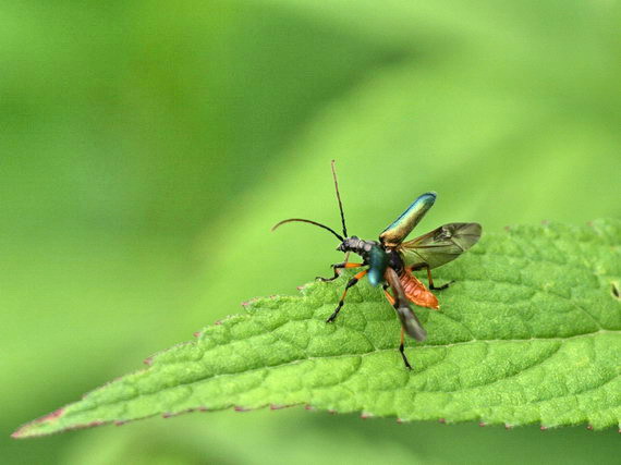 20080726  北ア散歩：タカネキマダラセセリとクモマベニヒカゲ（長野県）_d0090322_22221351.jpg