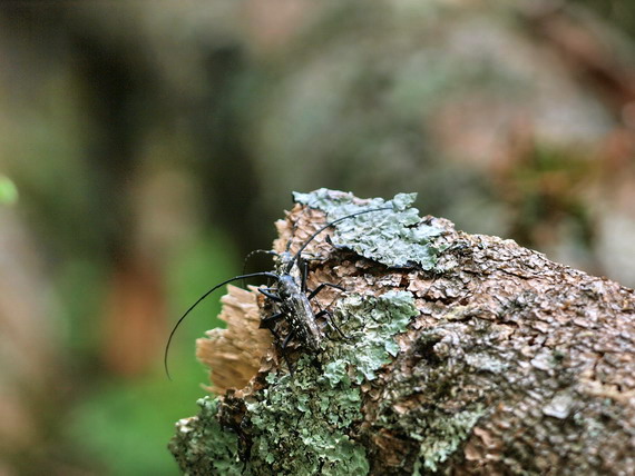 20080726  北ア散歩：タカネキマダラセセリとクモマベニヒカゲ（長野県）_d0090322_22222724.jpg