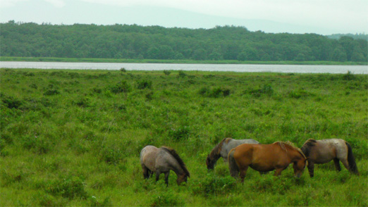 北海道登山の旅　ラスト_c0027223_22234991.jpg