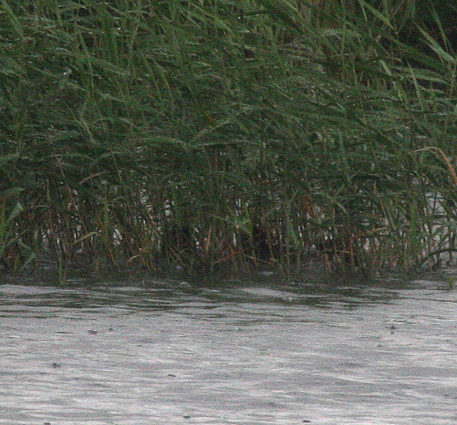 f0161823_17114784.jpg