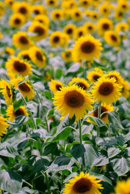 ひまわり畑で 知多 花ひろば リズムのある暮らし