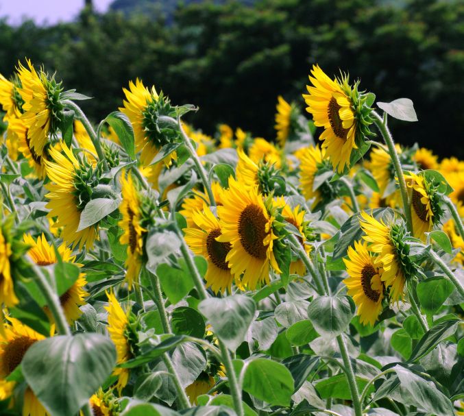 ひまわり畑で 知多 花ひろば リズムのある暮らし