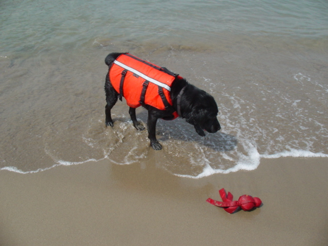 犬連れカングーの旅、その14（ハイウェイオアシス再び）_b0128835_23481880.jpg