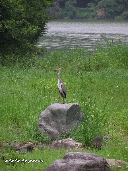 山田池公園にも厳しい真夏の表情_c0137342_1305732.jpg