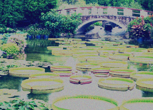 蓮 lotus_d0129249_19225639.jpg