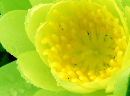 蓮 lotus_d0129249_19281332.jpg