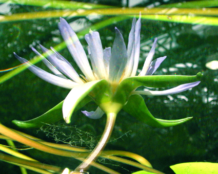蓮 lotus_d0129249_1928165.jpg