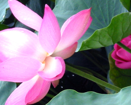 蓮 lotus_d0129249_19345450.jpg
