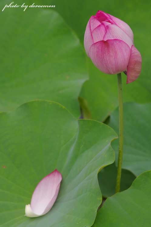 Kの衝撃　(PENTAX K20D 試写)_f0036357_22134883.jpg