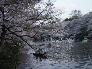 今年の桜_c0163963_23472966.jpg