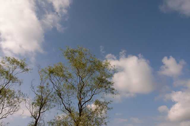 夏空　その１_f0080267_21383125.jpg