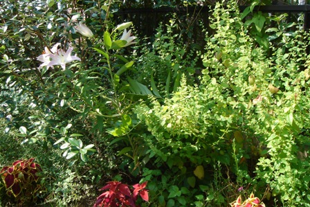 c0135480_1641121.jpg