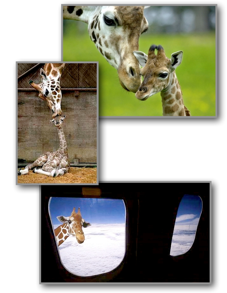 Giraffes_b0145181_194948100.jpg