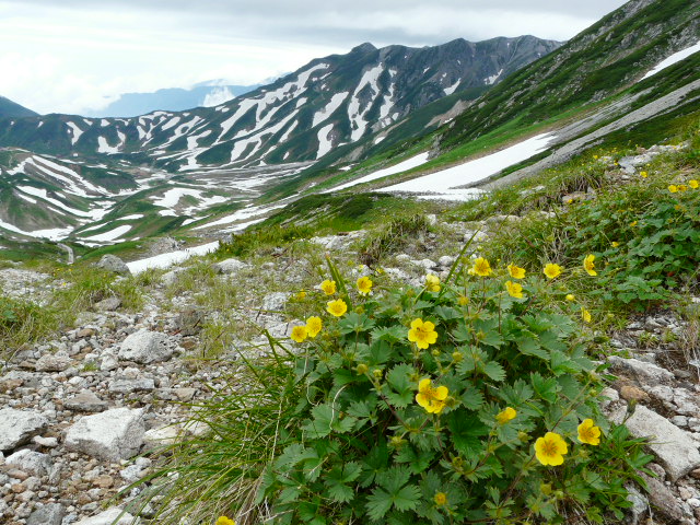 ７月２７日　立山自然観察第２日・その１_e0145782_62778.jpg