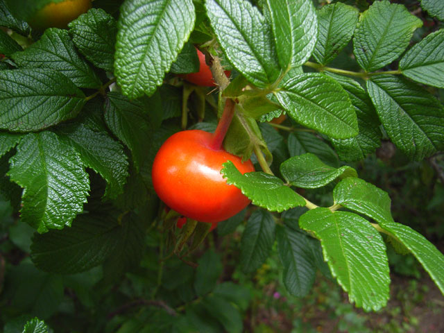 e0130986_1902259.jpg