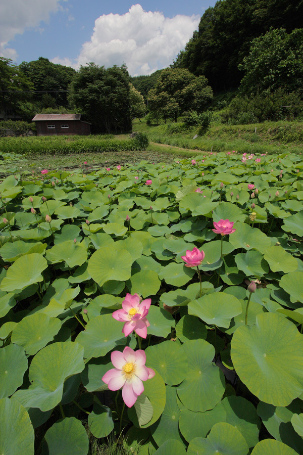 08．07．12：同僚と行く、入笠山湿原～林道～井戸尻の蓮７_c0007190_20135995.jpg