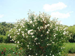c0089792_53956.jpg