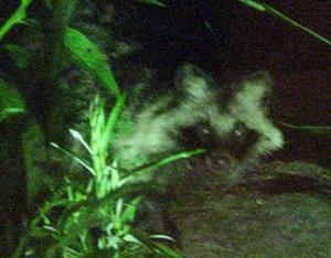 夜の珍客_e0120896_2321658.jpg