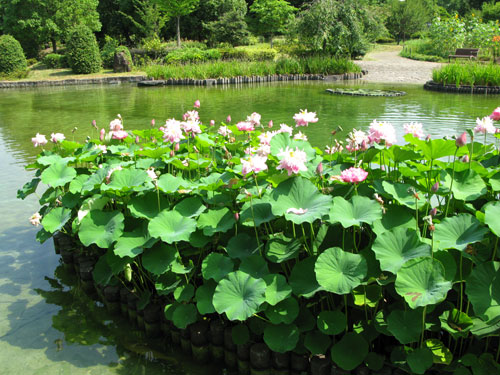 上府中公園の夏花さんたち（7月29日）_c0011204_14213195.jpg