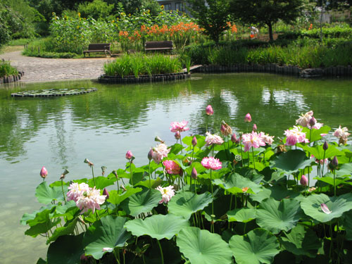 上府中公園の夏花さんたち（7月29日）_c0011204_1428265.jpg