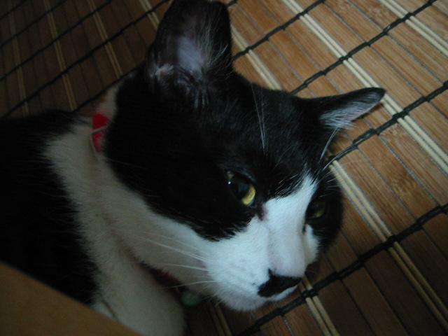 は~、平和だー_f0024514_015318.jpg
